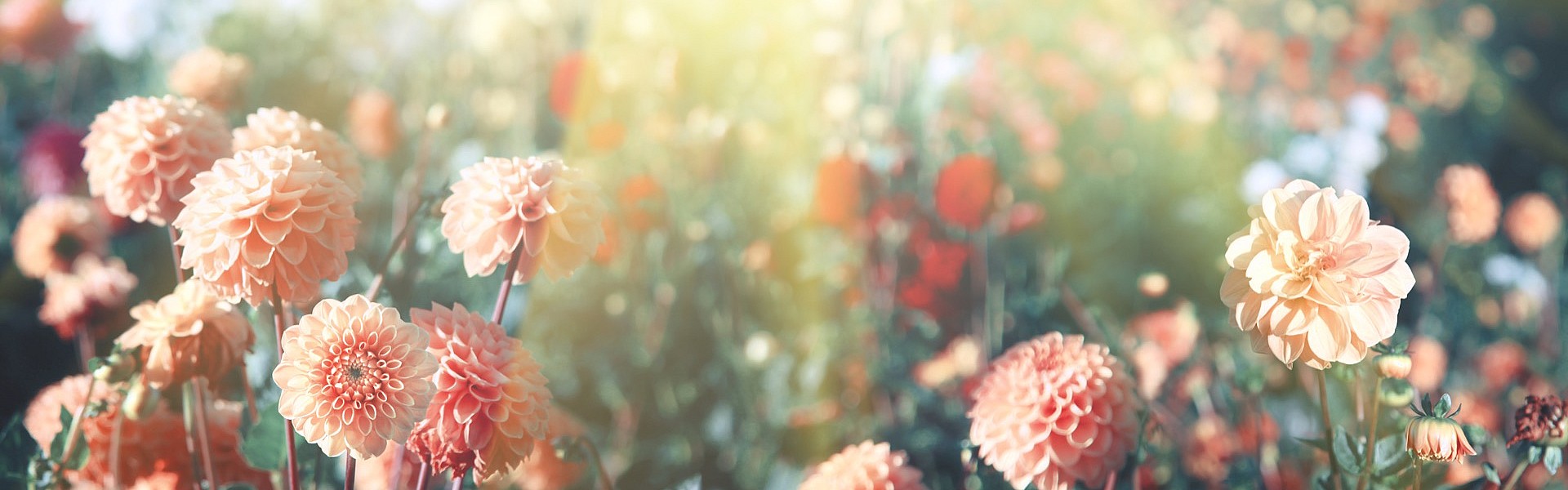 Symbolfoto Meerbusch | Blumen Bremkens - Hochszeitssträuße - Pflanzen - Trauerfloristik