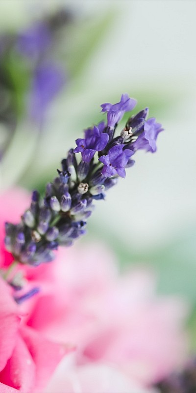 Symbolfoto Mettmann | Blumen Bremkens - Hochszeitssträuße - Pflanzen - Trauerfloristik