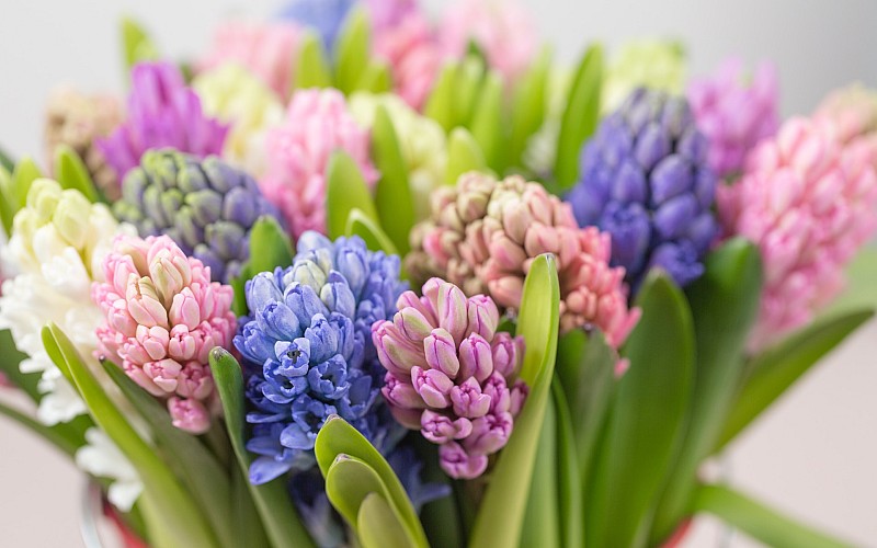 Bild was zeigt, wie Blumen für Blumenstrauß zurecht geschnitten wird.